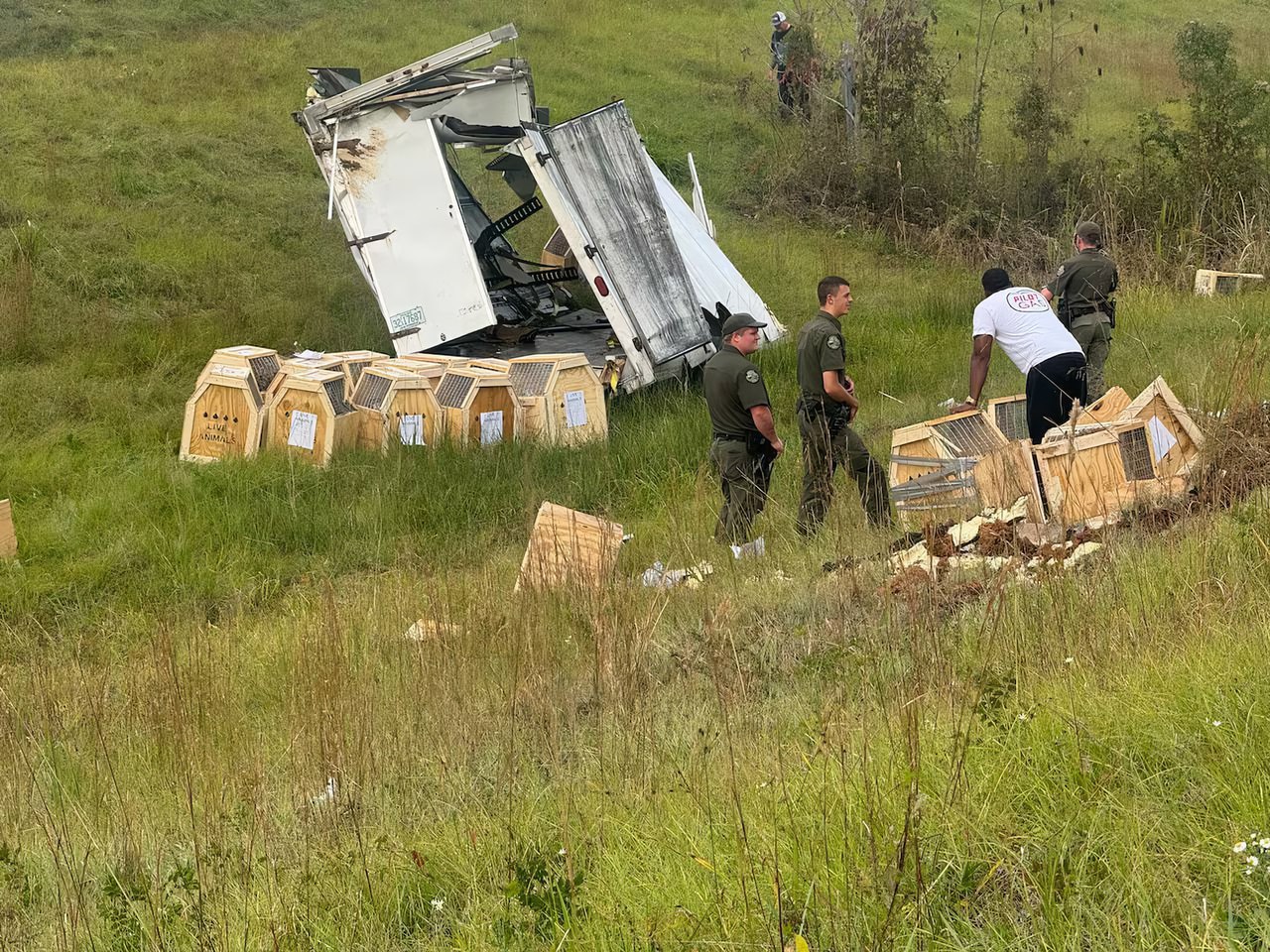 Як у фільмах про зомбі: у США після ДТП втекли лабораторні мавпи, інфіковані вірусами