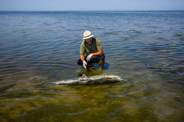 Мовчазний фронт: як війна знищує дельфінів у Чорному морі