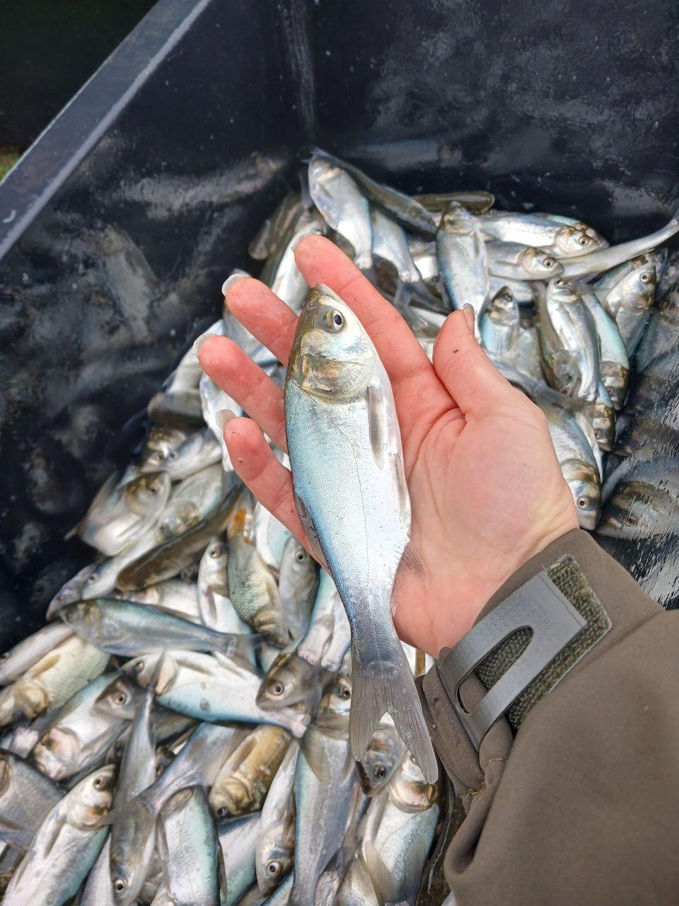 На півдні Одещини розпочато зариблення озера Сасик