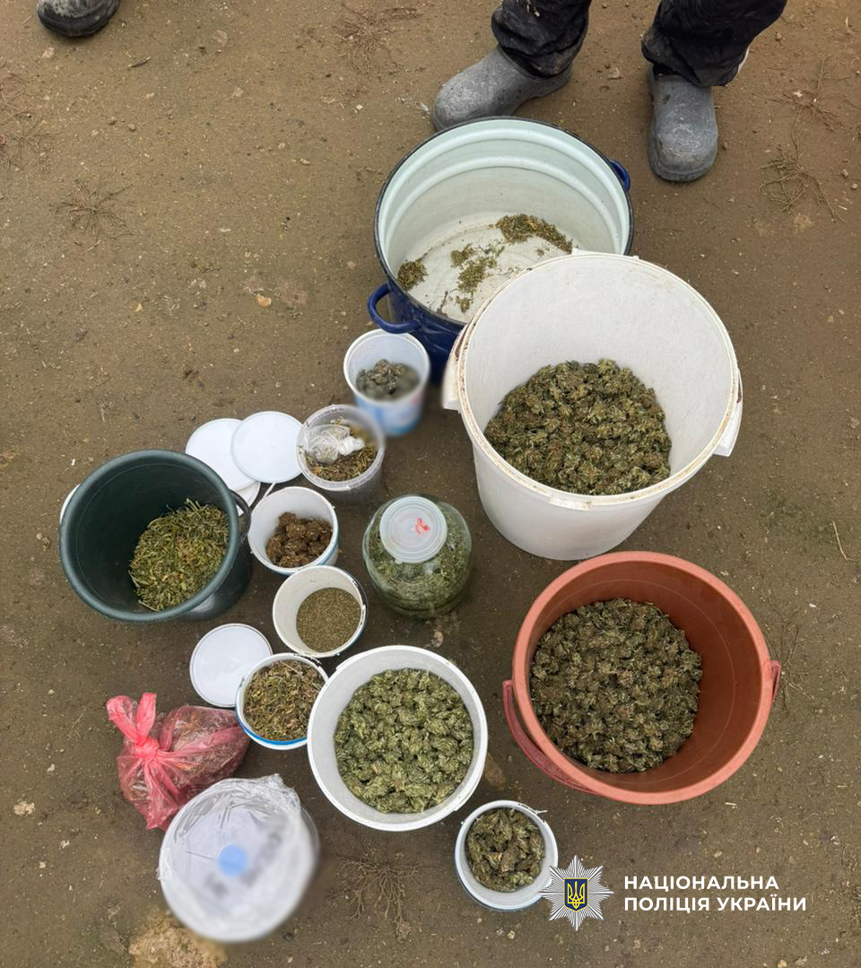 На Одещині викрито двох жінок: одна вирощувала в теплиці коноплі, інша збувала «товар»