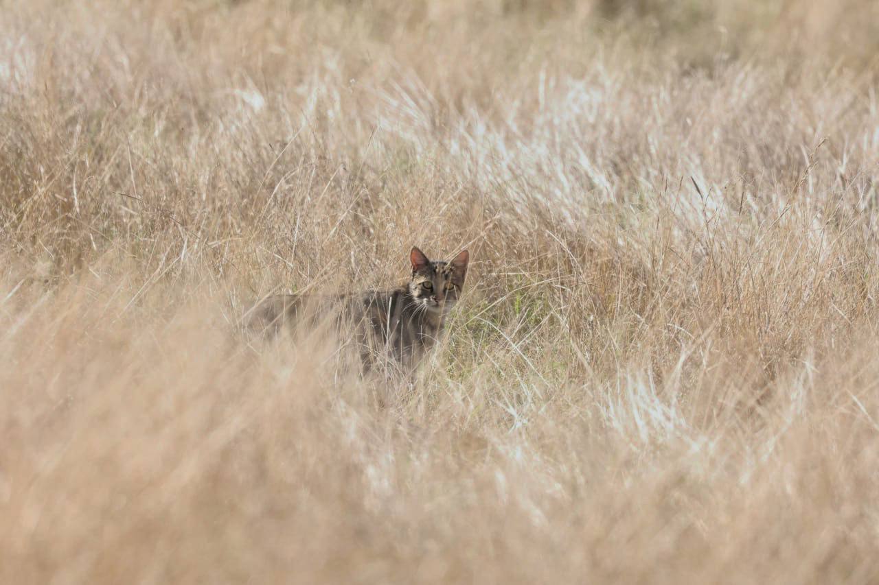 У степу Болградського району зафіксували червонокнижного лісового кота