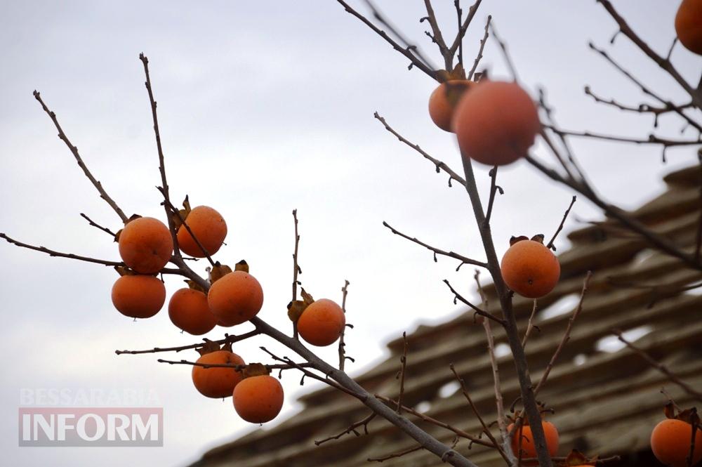 При масштабних руйнуваннях - дивом без постраждалих: Аккерман двічі за добу атакували "шахеди", зокрема зі шрапнеллю