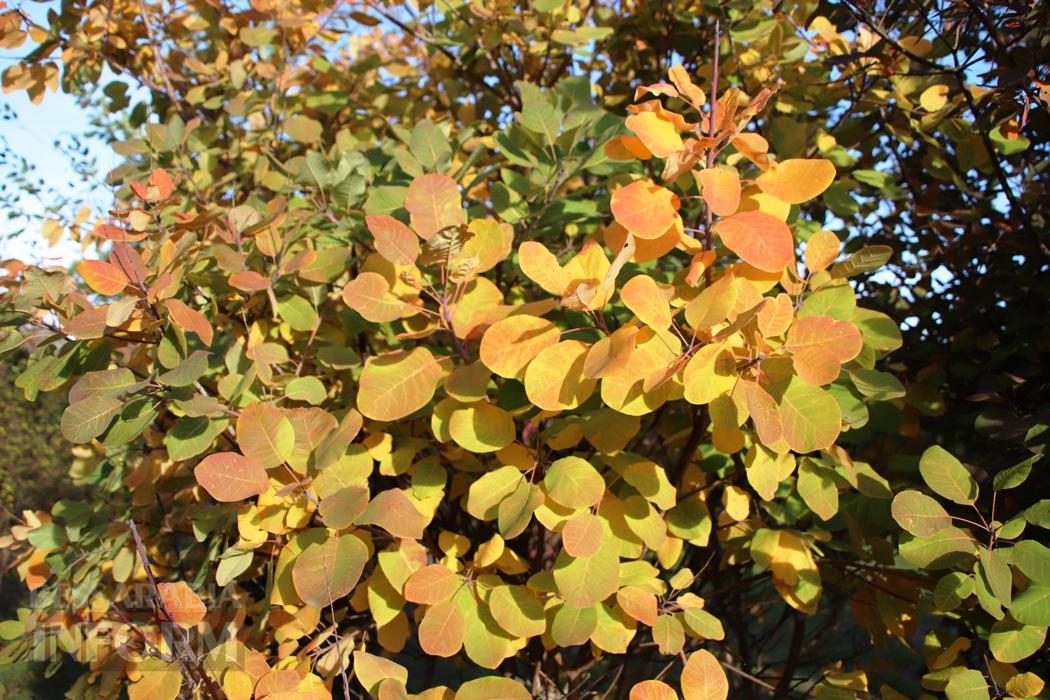 Поцілунок осені в Болграді: фотопрогулянка по оазисах міста