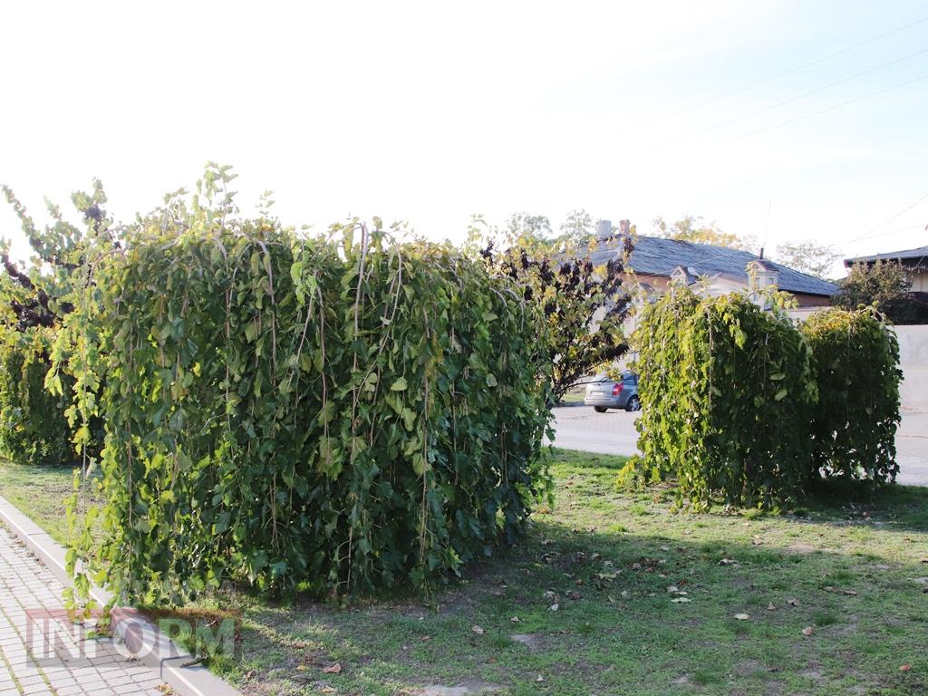 Поцілунок осені в Болграді: фотопрогулянка по оазисах міста