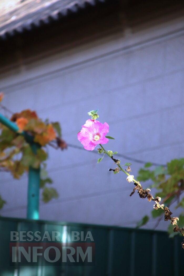 Поцілунок осені в Болграді: фотопрогулянка по оазисах міста