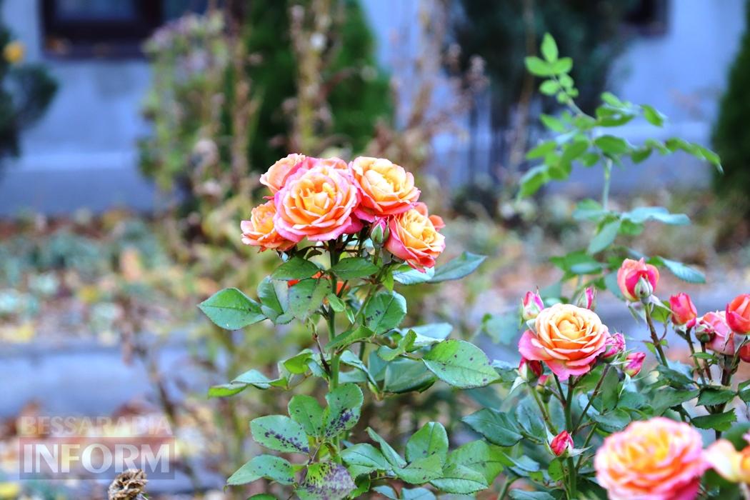 Поцілунок осені в Болграді: фотопрогулянка по оазисах міста