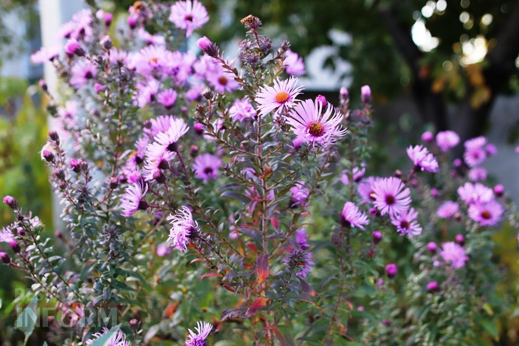 Поцілунок осені в Болграді: фотопрогулянка по оазисах міста