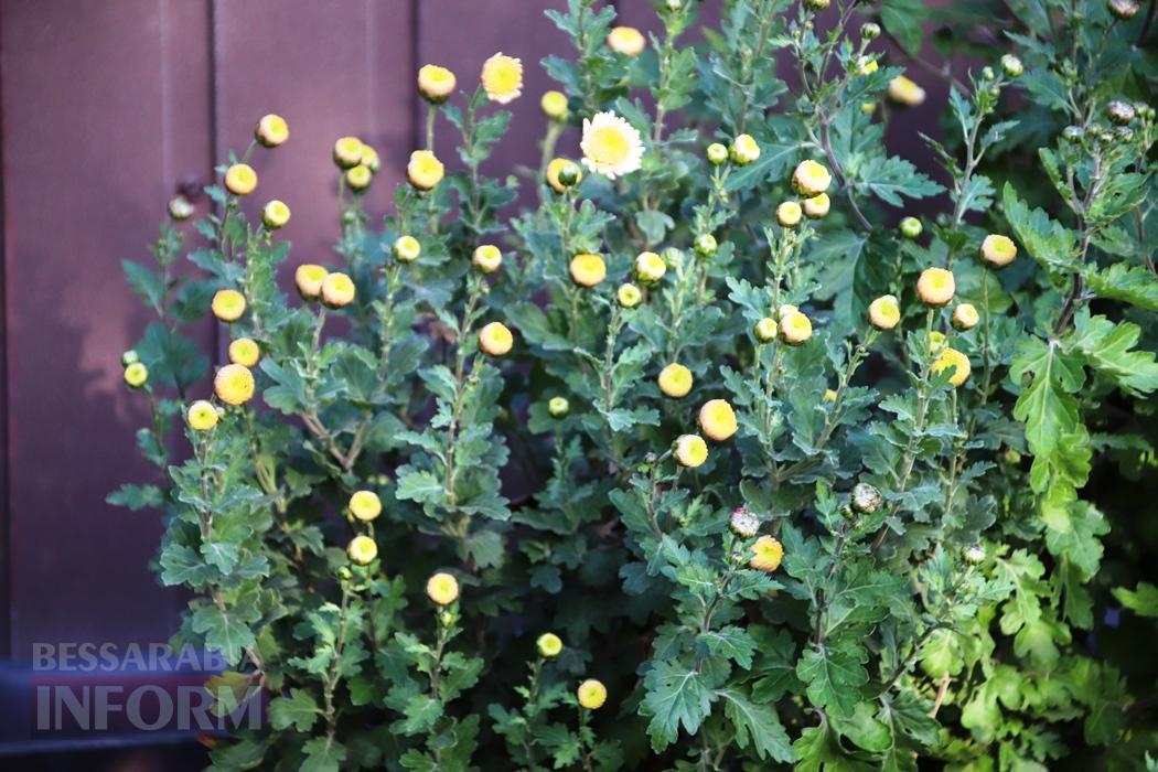 Поцілунок осені в Болграді: фотопрогулянка по оазисах міста