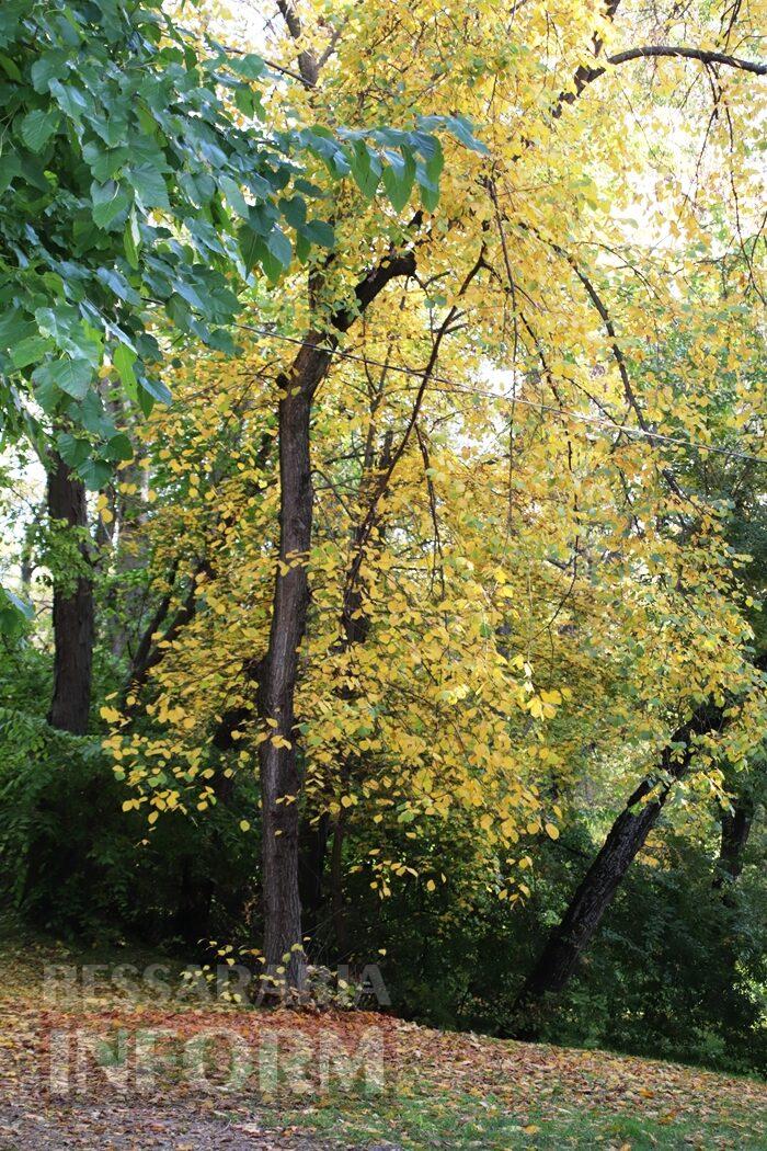 Поцілунок осені в Болграді: фотопрогулянка по оазисах міста