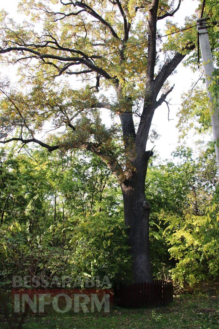 Поцілунок осені в Болграді: фотопрогулянка по оазисах міста