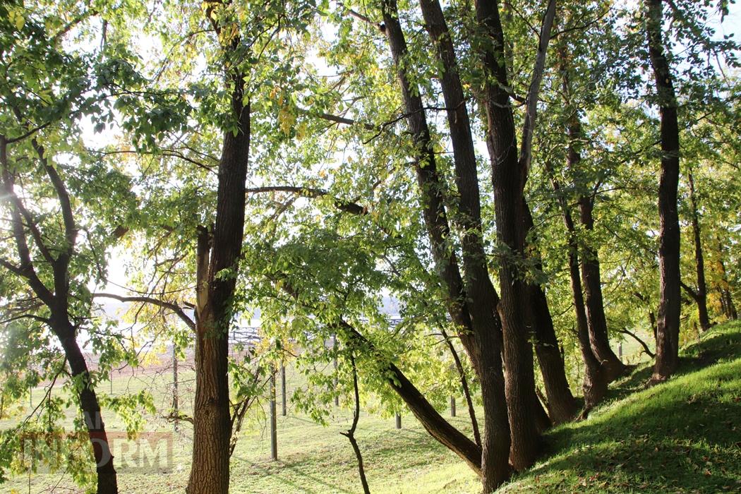 Поцілунок осені в Болграді: фотопрогулянка по оазисах міста