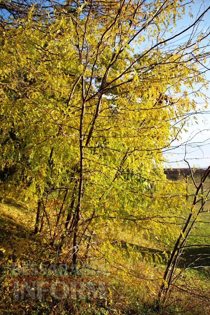 Поцілунок осені в Болграді: фотопрогулянка по оазисах міста