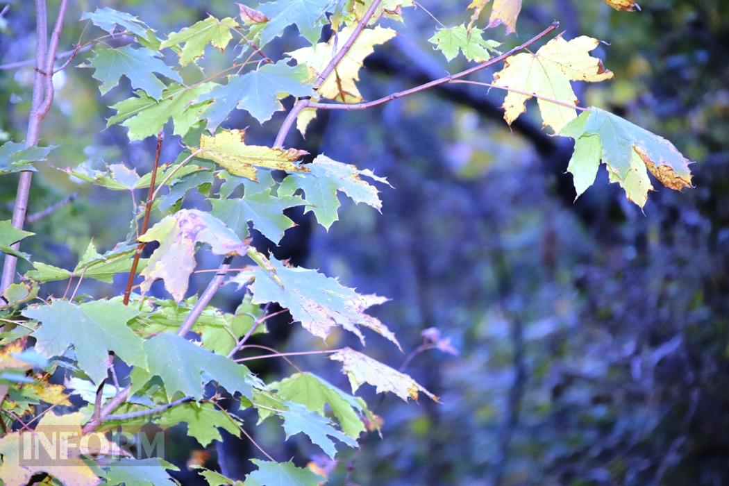 Поцілунок осені в Болграді: фотопрогулянка по оазисах міста