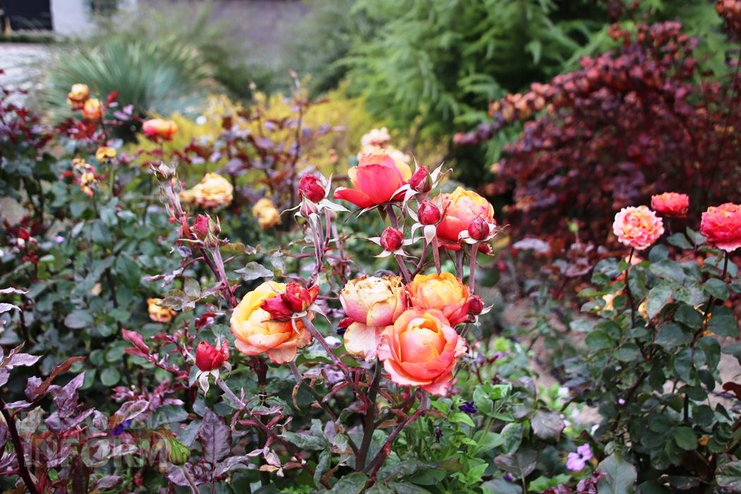 Поцілунок осені в Болграді: фотопрогулянка по оазисах міста