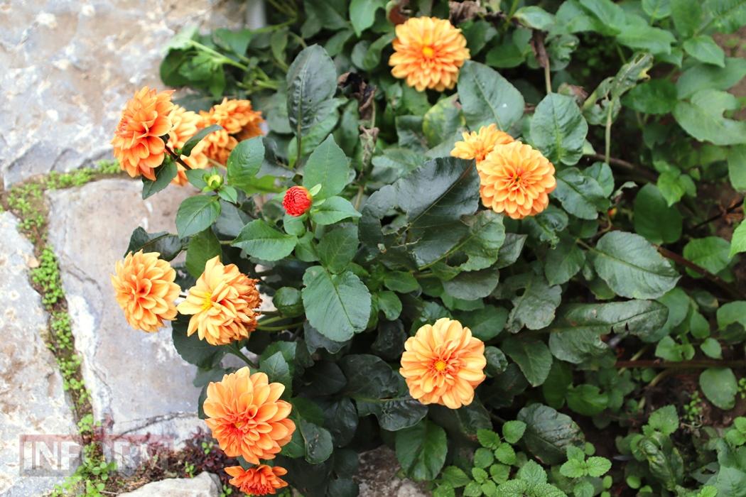 Поцілунок осені в Болграді: фотопрогулянка по оазисах міста