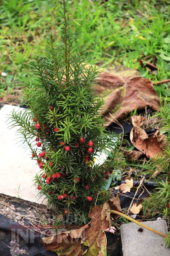 Поцілунок осені в Болграді: фотопрогулянка по оазисах міста