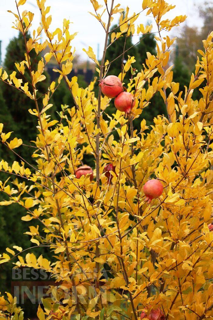 Поцілунок осені в Болграді: фотопрогулянка по оазисах міста