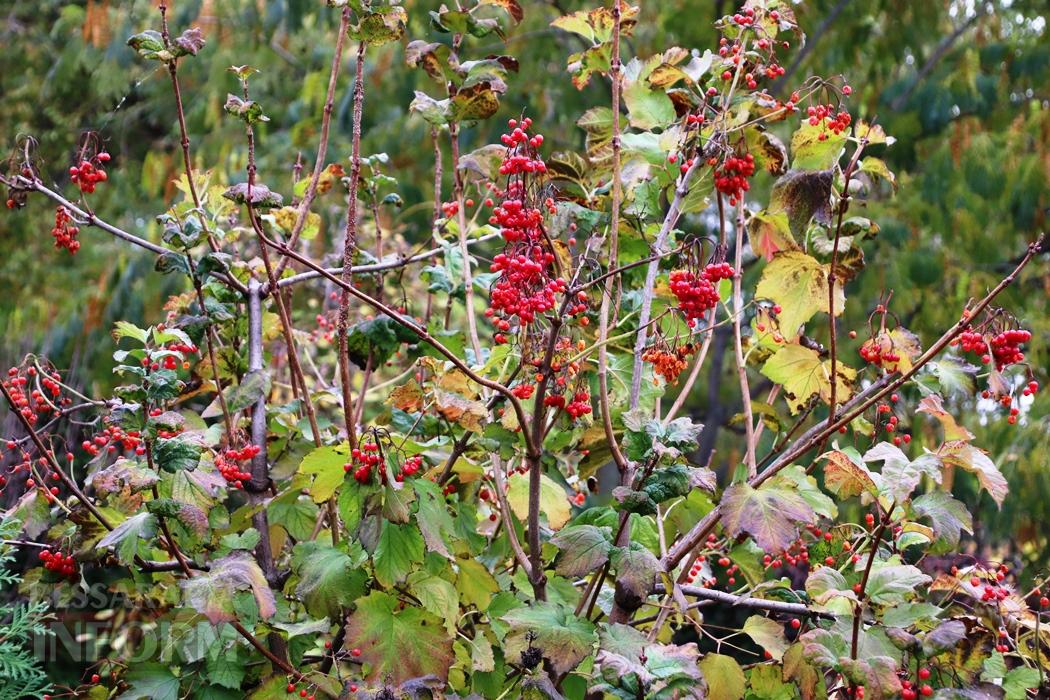 Поцілунок осені в Болграді: фотопрогулянка по оазисах міста