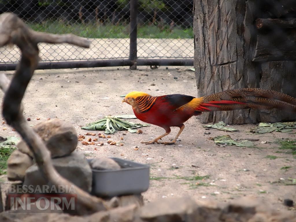 Поцілунок осені в Болграді: фотопрогулянка по оазисах міста