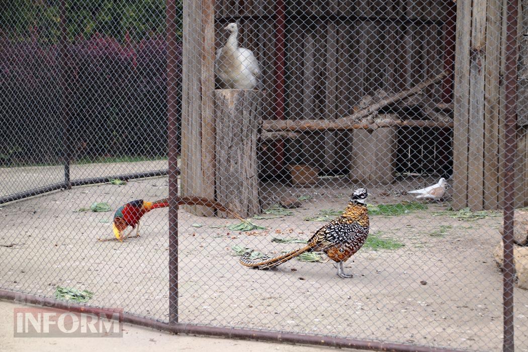 Поцілунок осені в Болграді: фотопрогулянка по оазисах міста