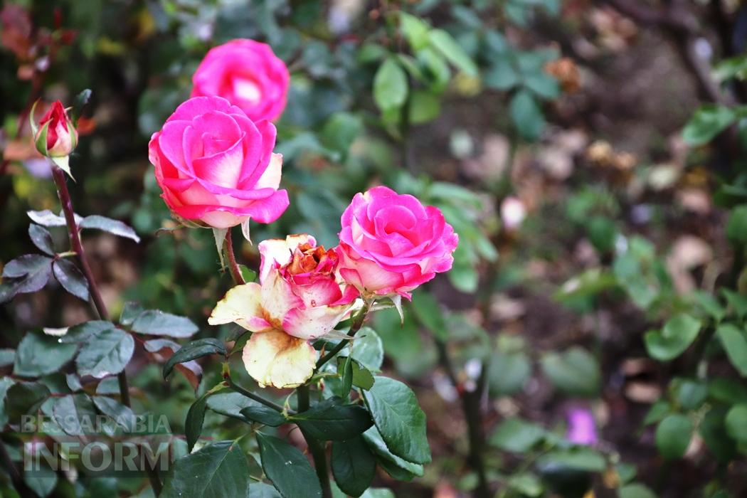 Поцілунок осені в Болграді: фотопрогулянка по оазисах міста
