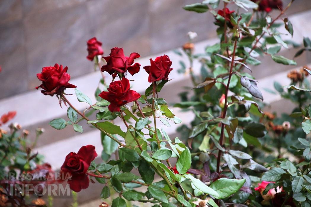 Поцілунок осені в Болграді: фотопрогулянка по оазисах міста