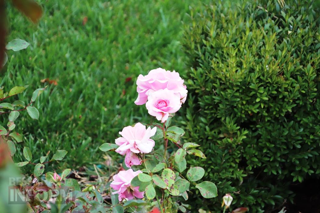 Поцілунок осені в Болграді: фотопрогулянка по оазисах міста