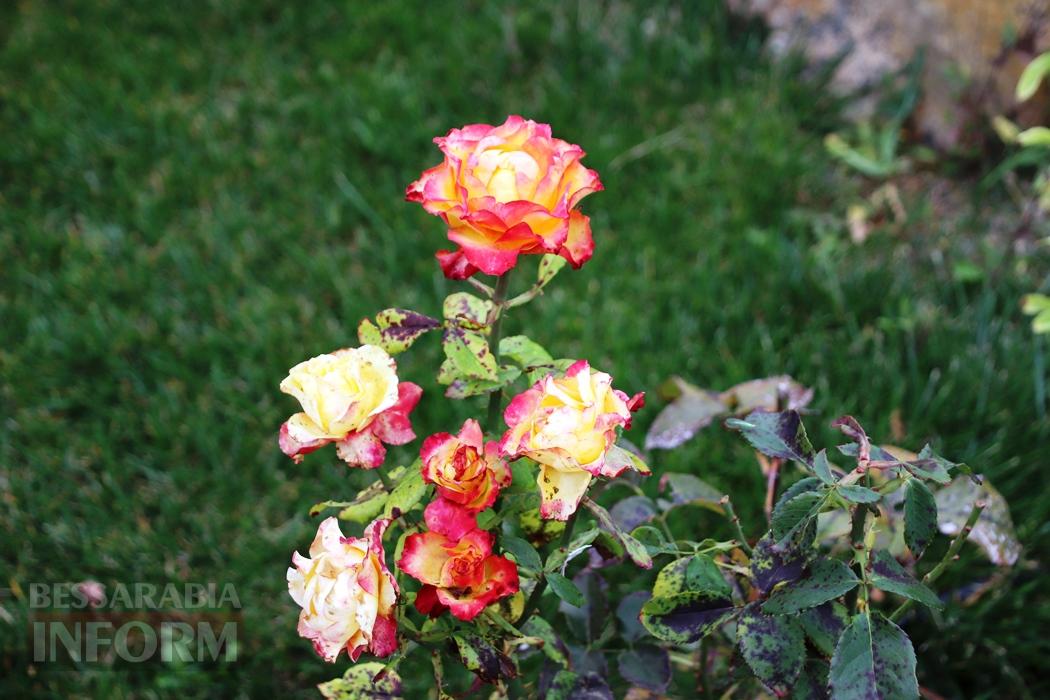 Поцілунок осені в Болграді: фотопрогулянка по оазисах міста