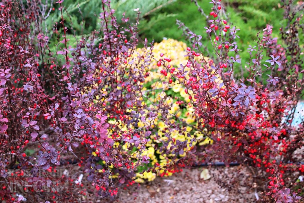 Поцілунок осені в Болграді: фотопрогулянка по оазисах міста