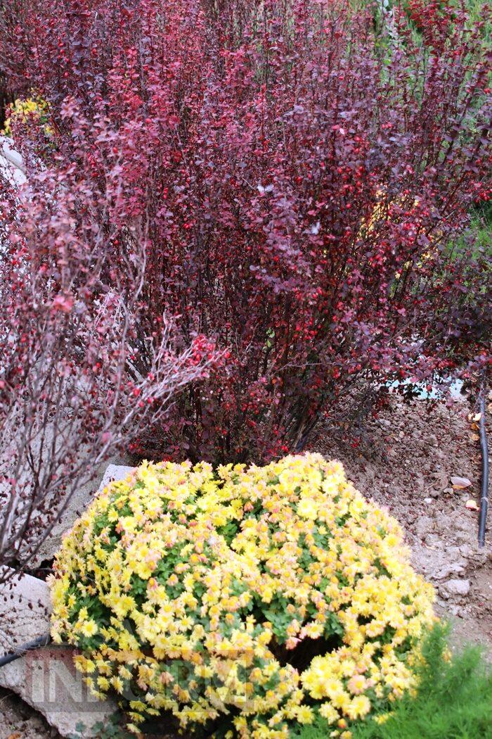 Поцілунок осені в Болграді: фотопрогулянка по оазисах міста