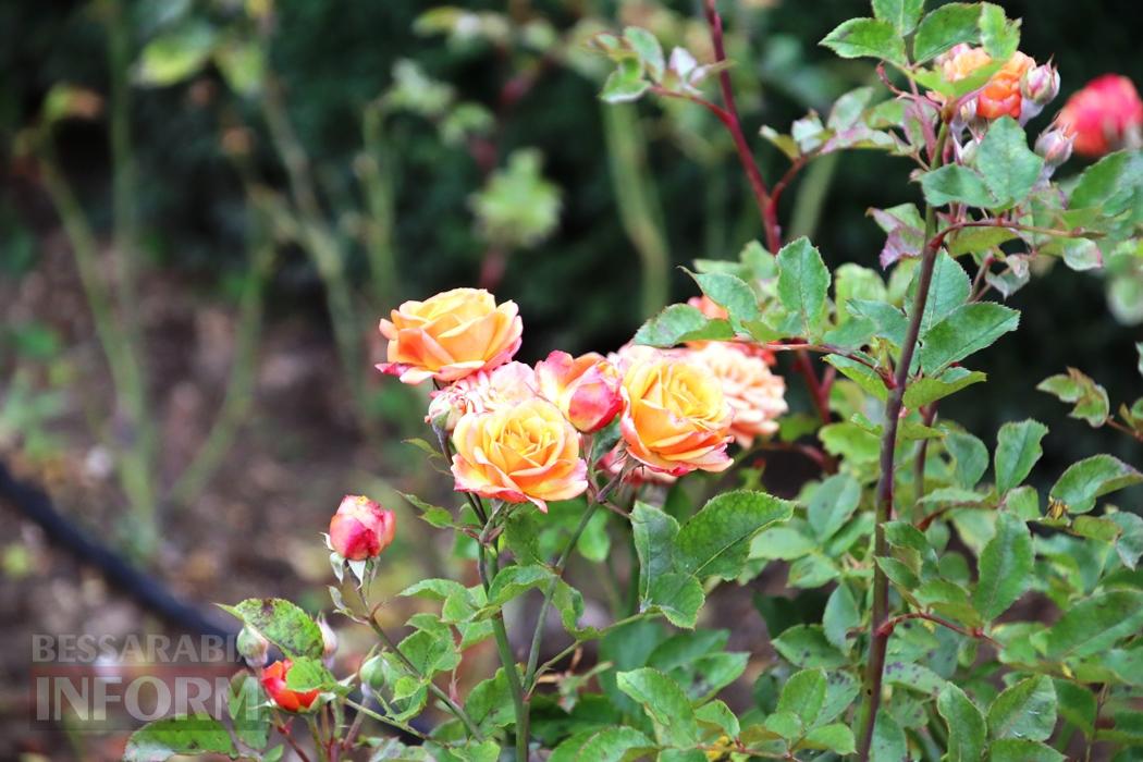 Поцілунок осені в Болграді: фотопрогулянка по оазисах міста