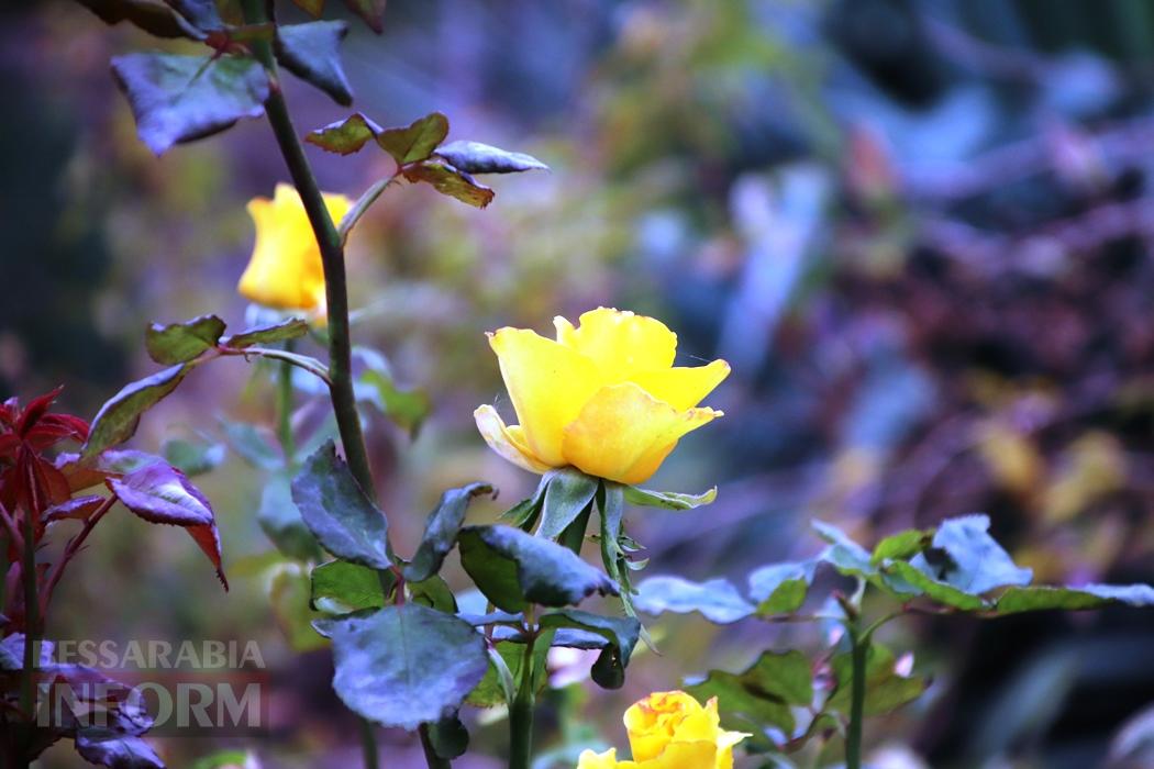 Поцілунок осені в Болграді: фотопрогулянка по оазисах міста