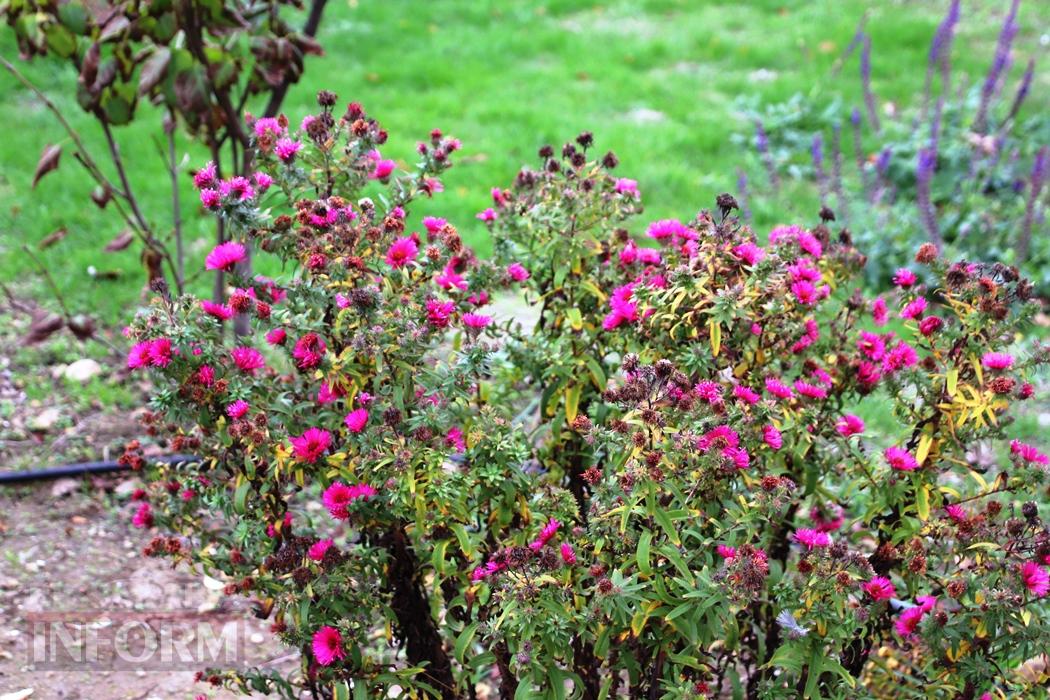 Поцілунок осені в Болграді: фотопрогулянка по оазисах міста