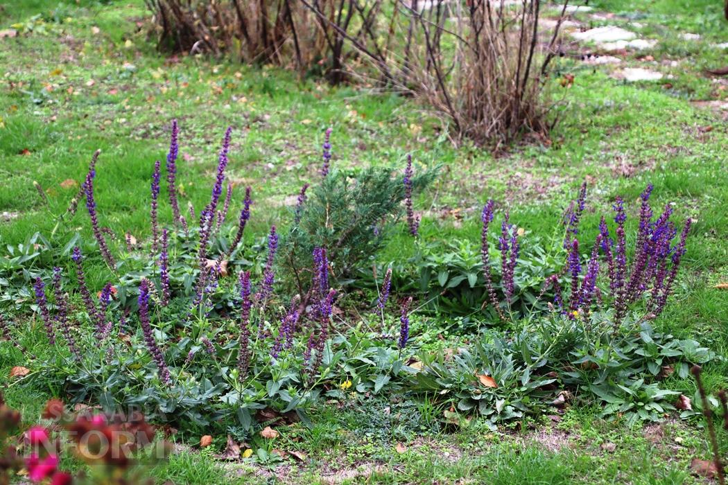 Поцілунок осені в Болграді: фотопрогулянка по оазисах міста