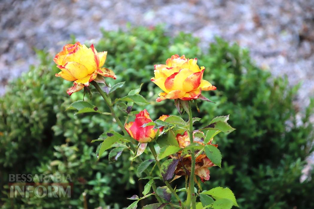 Поцілунок осені в Болграді: фотопрогулянка по оазисах міста
