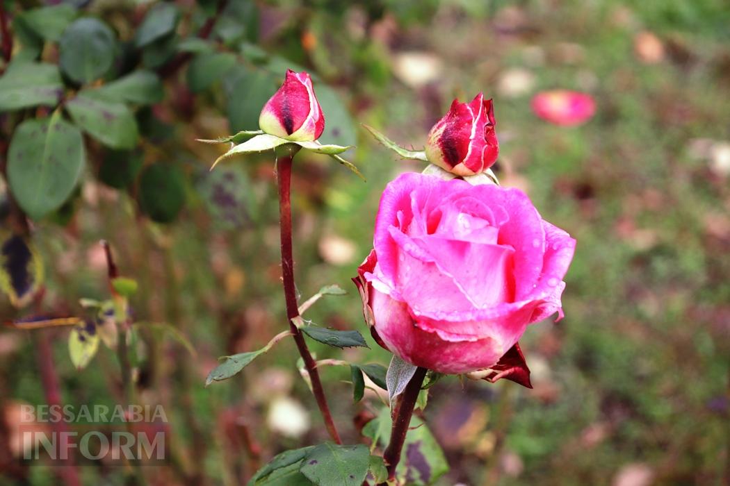 Поцілунок осені в Болграді: фотопрогулянка по оазисах міста