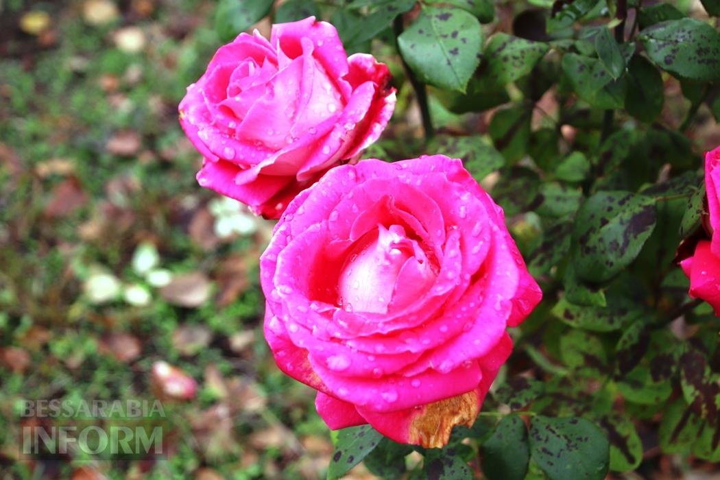 Поцілунок осені в Болграді: фотопрогулянка по оазисах міста