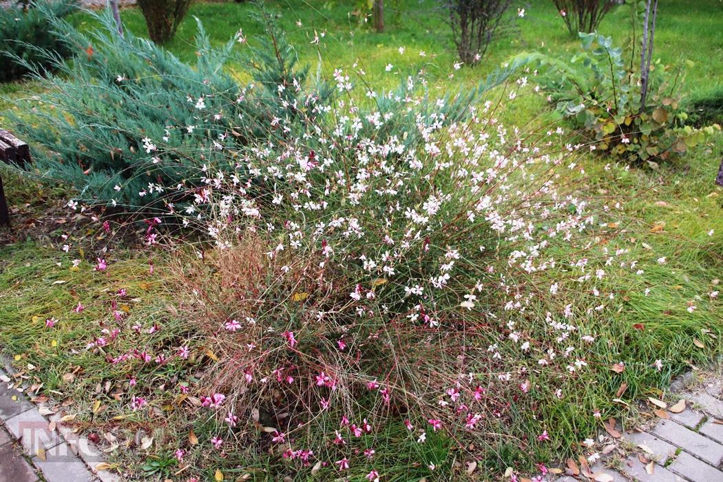 Поцілунок осені в Болграді: фотопрогулянка по оазисах міста