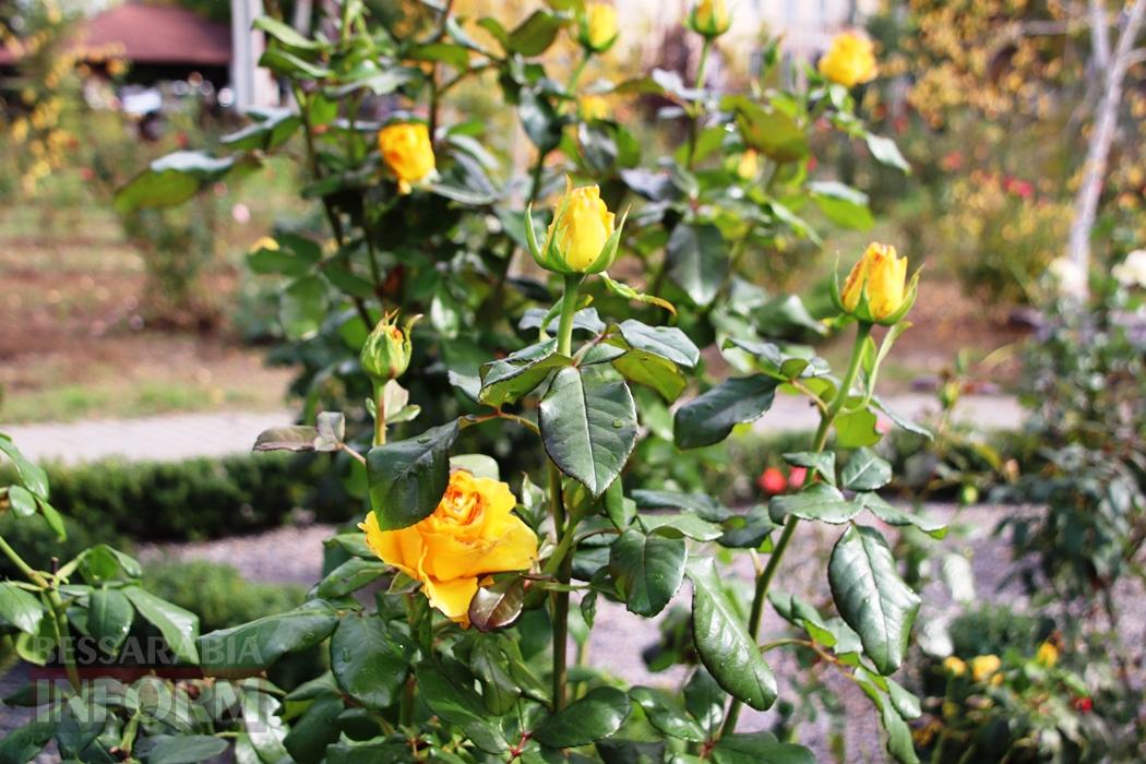 Поцілунок осені в Болграді: фотопрогулянка по оазисах міста