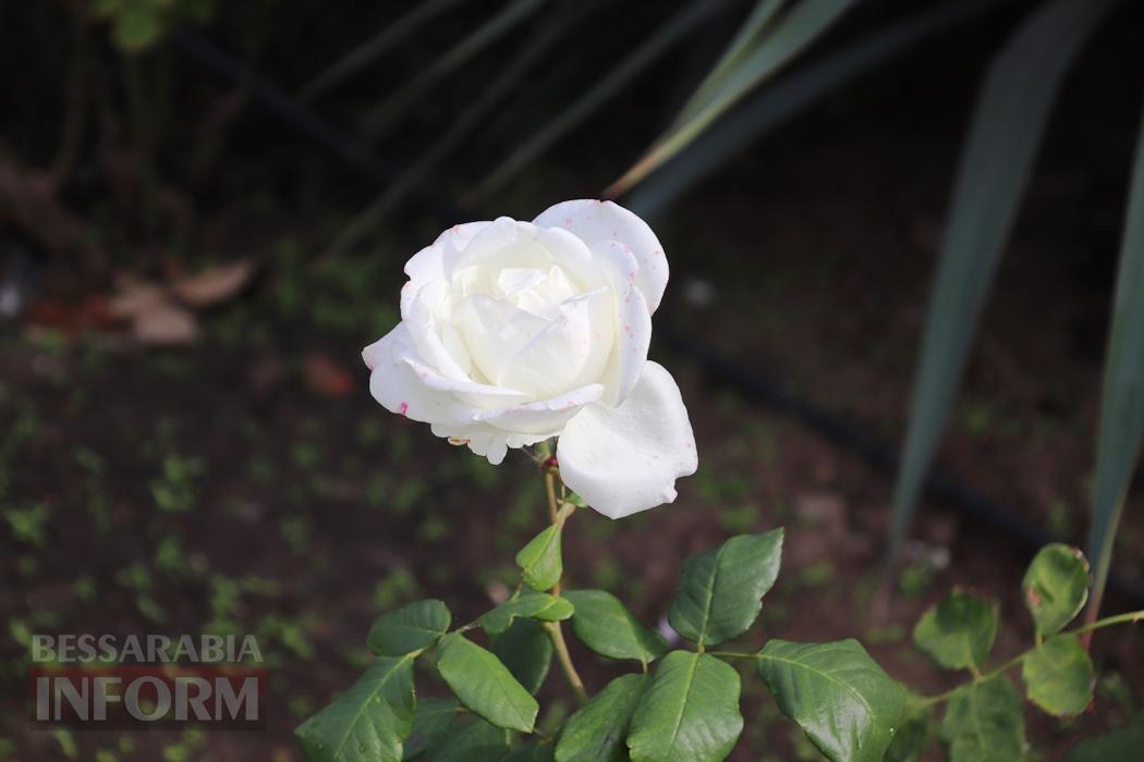 Поцілунок осені в Болграді: фотопрогулянка по оазисах міста