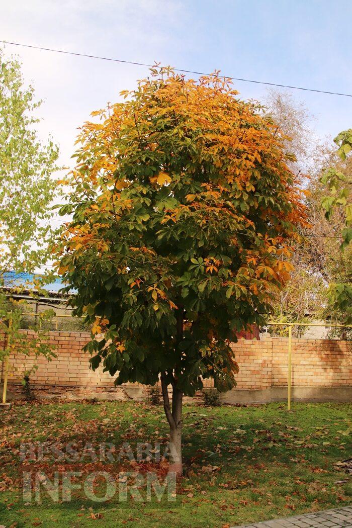 Поцілунок осені в Болграді: фотопрогулянка по оазисах міста