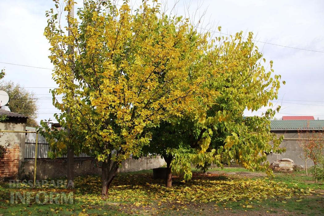 Поцілунок осені в Болграді: фотопрогулянка по оазисах міста