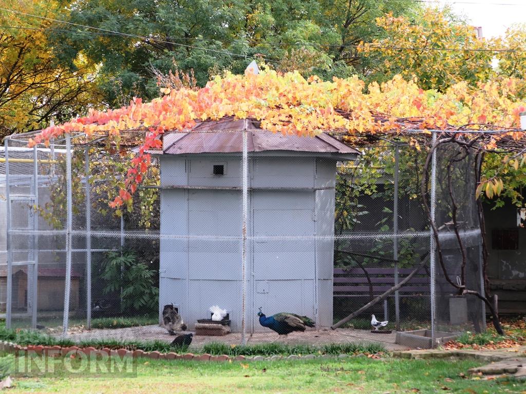 Поцілунок осені в Болграді: фотопрогулянка по оазисах міста