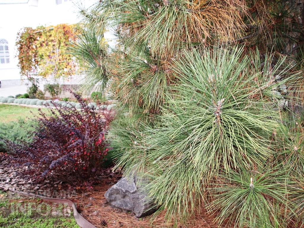 Поцілунок осені в Болграді: фотопрогулянка по оазисах міста