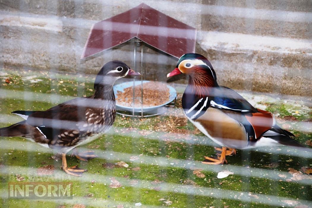 Поцілунок осені в Болграді: фотопрогулянка по оазисах міста