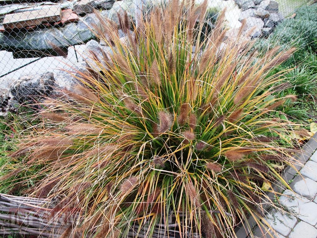 Поцілунок осені в Болграді: фотопрогулянка по оазисах міста