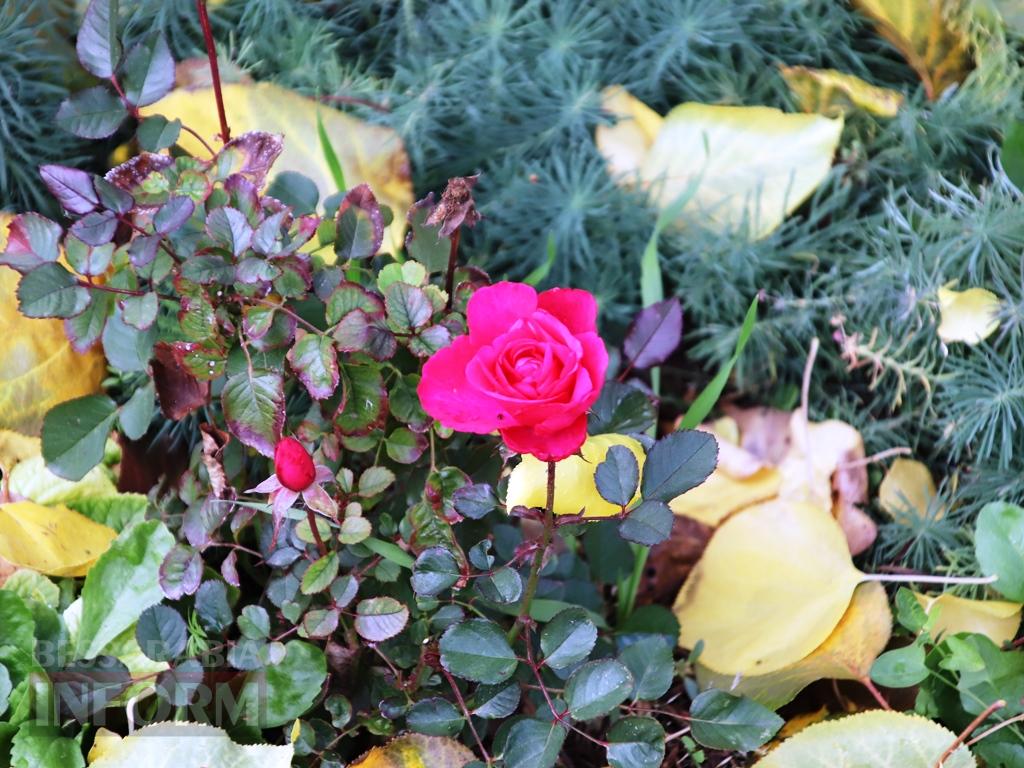 Поцілунок осені в Болграді: фотопрогулянка по оазисах міста