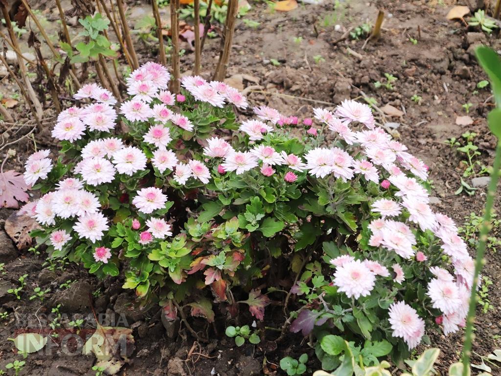 Поцілунок осені в Болграді: фотопрогулянка по оазисах міста