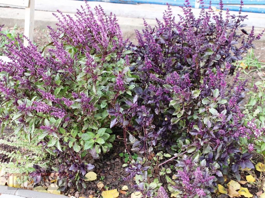 Поцілунок осені в Болграді: фотопрогулянка по оазисах міста