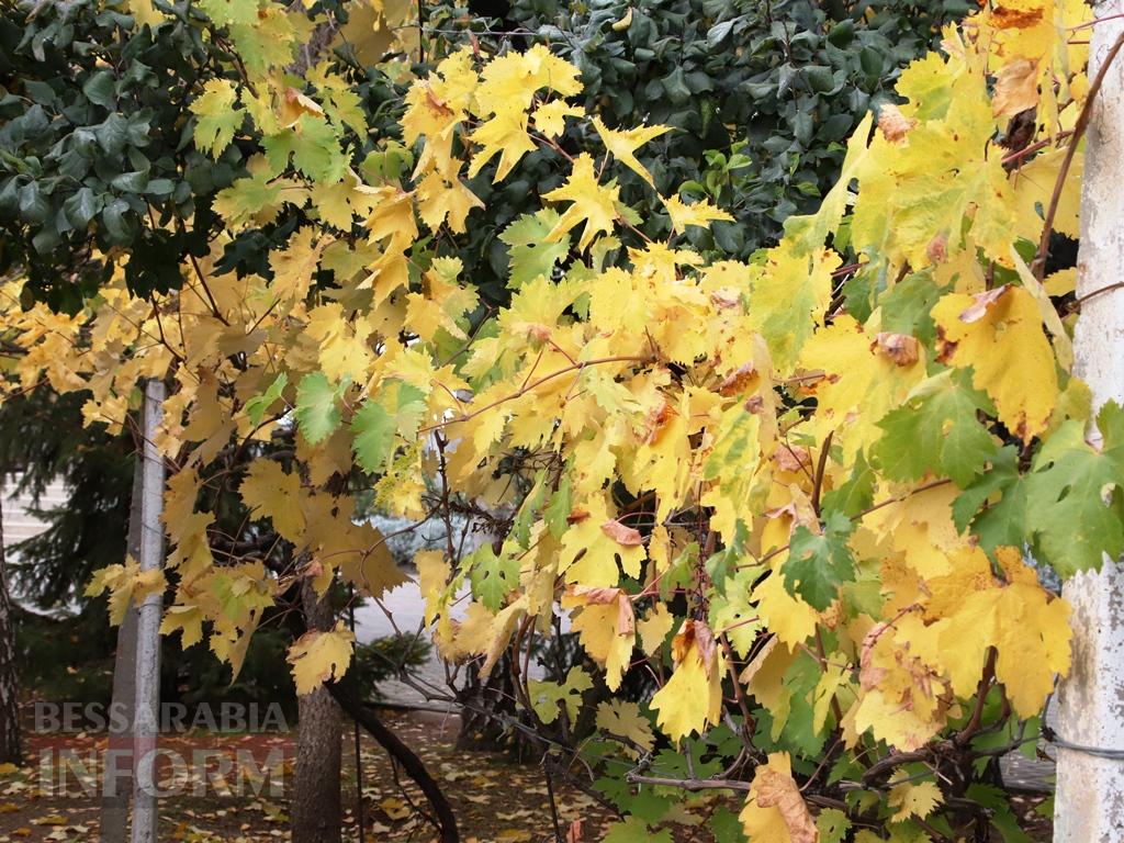 Поцілунок осені в Болграді: фотопрогулянка по оазисах міста